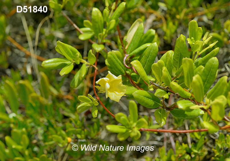 Pentalinon luteum Hammock Vipers-tail Apocynaceae